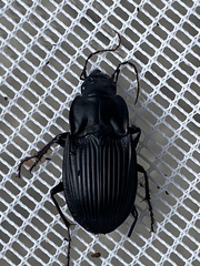 Dicaelus dilatatus