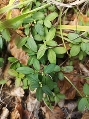 Polygaloides chamaebuxus