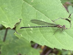 Argia translata