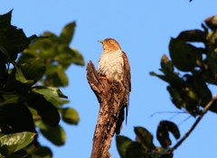 Cacomantis merulinus