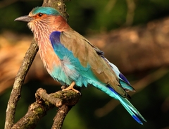 Coracias benghalensis