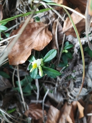 Polygaloides chamaebuxus