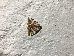 Pityeja histrionaria