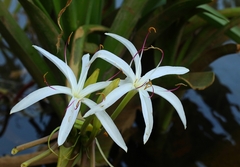 Crinum viviparum