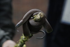 Dipsas sanctijoannis