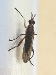 Sciomyzidae