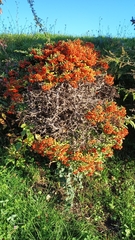 Pyracantha coccinea