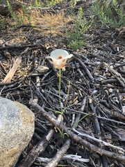 Calochortus venustus