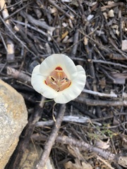 Calochortus venustus