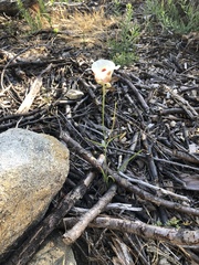 Calochortus venustus
