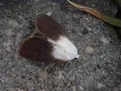Chasminodes atratus