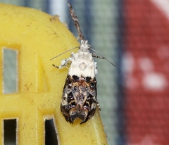 Neocaloreas leucobasis