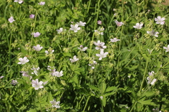 Geranium sylvaticum