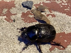 Xyloryctes jamaicensis