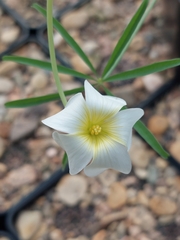 Oxalis cathara