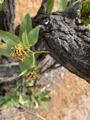 Flourensia thurifera