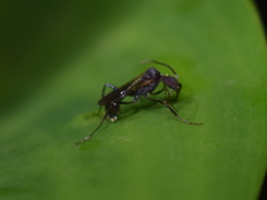 Pogonomyrmex mayri