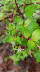 Fuchsia parviflora