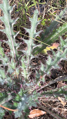 Cirsium horridulum
