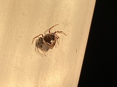 Euryopis funebris