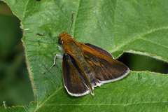 Euphyes bimacula