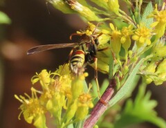 Polistes exclamans