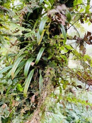 Bulbophyllum japonicum