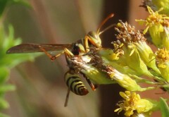 Polistes exclamans
