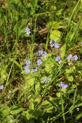 Veronica chamaedrys