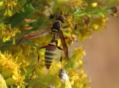 Polistes exclamans