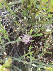 Mesembryanthemum junceum