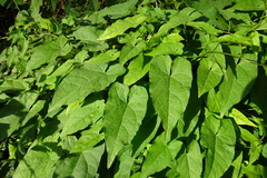 Fallopia baldschuanica