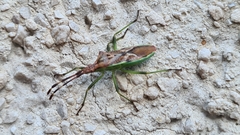 Gonocerus juniperi