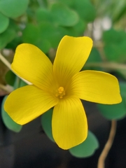 Oxalis dilatata