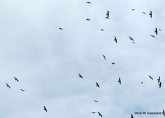 Streptoprocne zonaris