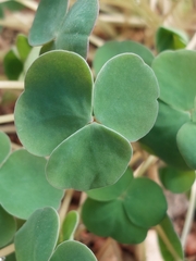 Oxalis dilatata