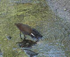 Gallirallus torquatus