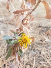 Grindelia subalpina
