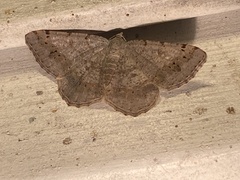 Digrammia ocellinata