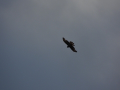 Rupornis magnirostris