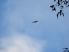 Rupornis magnirostris