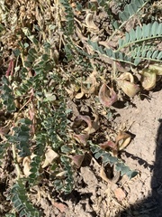 Astragalus iodanthus