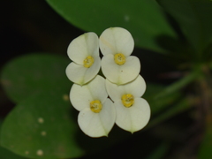 Euphorbia milii
