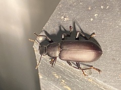 Alobates pensylvanicus
