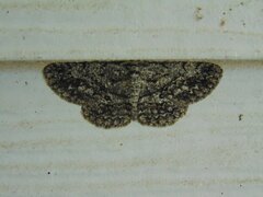 Hypomecis umbrosaria