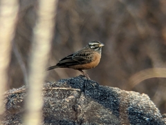 Emberiza tahapisi
