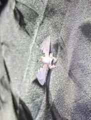 Penicillifera apicalis