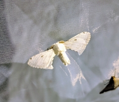 Penicillifera apicalis