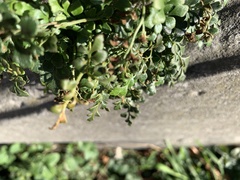 Asplenium ruta-muraria