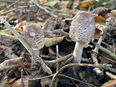 Chlorophyllum rhacodes